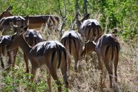 10. Tag - Chobe Nationalpark - Impala &ndash; &copy; Franziska Barthel (Eberhardt TRAVEL)