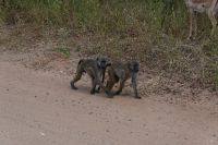 10. Tag - Chobe Nationalpark - Pawian (1) &ndash; &copy; Franziska Barthel (Eberhardt TRAVEL)