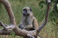 10. Tag - Chobe Nationalpark - Pawian (3) &ndash; &copy; Franziska Barthel (Eberhardt TRAVEL)
