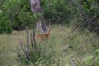10. Tag - Chobe Nationalpark - Wasserreh &ndash; &copy; Franziska Barthel (Eberhardt TRAVEL)