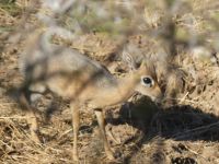 Mount Etjo - Pirschfahrt - DikDik &ndash; &copy; Annett Müller (Eberhardt TRAVEL)
