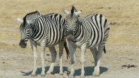 Etosha NP - Pirschfahrt &ndash; &copy; Annett Müller (Eberhardt TRAVEL)