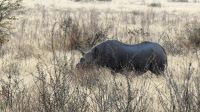 Etosha NP - Pirschfahrt &ndash; &copy; Annett Müller (Eberhardt TRAVEL)