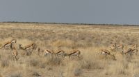 Etosha NP - Pirschfahrt - Springböcke &ndash; &copy; Annett Müller (Eberhardt TRAVEL)