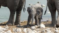 Etosha NP - Pirschfahrt - Babyfant in Okaukuejo &ndash; &copy; Annett Müller (Eberhardt TRAVEL)