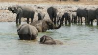 Etosha NP - Pirschfahrt - Wasserspiele in Okaukuejo &ndash; &copy; Annett Müller (Eberhardt TRAVEL)