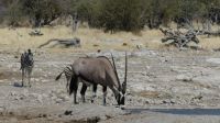 Etosha NP - Pirschfahrt - Oryx &ndash; &copy; Annett Müller (Eberhardt TRAVEL)
