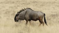 Etosha NP - Pirschfahrt - Streifengnu &ndash; &copy; Annett Müller (Eberhardt TRAVEL)