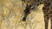 Etosha NP - Pirschfahrt - lekka, lekka &ndash; &copy; Annett Müller (Eberhardt TRAVEL)