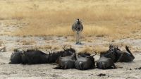Etosha NP - Pirschfahrt - Zebra und Gnus &ndash; &copy; Annett Müller (Eberhardt TRAVEL)