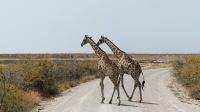 Etosha NP - Pirschfahrt - Giraffenalarm &ndash; &copy; Annett Müller (Eberhardt TRAVEL)
