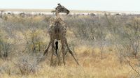 Etosha NP - Pirschfahrt &ndash; &copy; Annett Müller (Eberhardt TRAVEL)