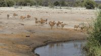 Etosha NP - Pirschfahrt - Impalas &ndash; &copy; Annett Müller (Eberhardt TRAVEL)