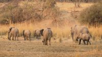 Pirschfahrt mit dem Boot auf dem Okavango &ndash; &copy; Annett Müller (Eberhardt TRAVEL)