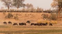 Pirschfahrt mit dem Boot auf dem Okavango &ndash; &copy; Annett Müller (Eberhardt TRAVEL)