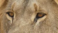Pirschfahrt im Buffalo Park - Schau mir in die Augen, Kleines! &ndash; &copy; Annett Müller (Eberhardt TRAVEL)