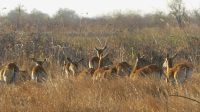 Bootsfahrt auf dem Kwando - Red Letschwe &ndash; &copy; Annett Müller (Eberhardt TRAVEL)