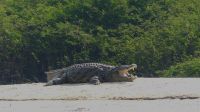 Bootstransfer zu unserer Lodge - Krokodilalarm &ndash; &copy; Annett Müller (Eberhardt TRAVEL)
