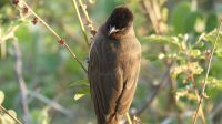 Vogelwelt am Zambezi - Graubülbül