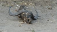 Pirschfahrt im Chobe NP &ndash; &copy; Annett Müller (Eberhardt TRAVEL)