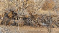 Pirschfahrt im Chobe NP - Geierfrühstück