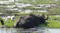 Bootsfahrt auf dem Chobe - Büffel-Wellness &ndash; &copy; Annett Müller (Eberhardt TRAVEL)