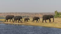 Elefantistische Bootsfahrt auf dem Chobe  &ndash; &copy; Annett Müller (Eberhardt TRAVEL)