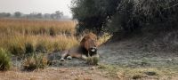 Safari im Buffalo Park &ndash; &copy; Annett Müller (Eberhardt TRAVEL)