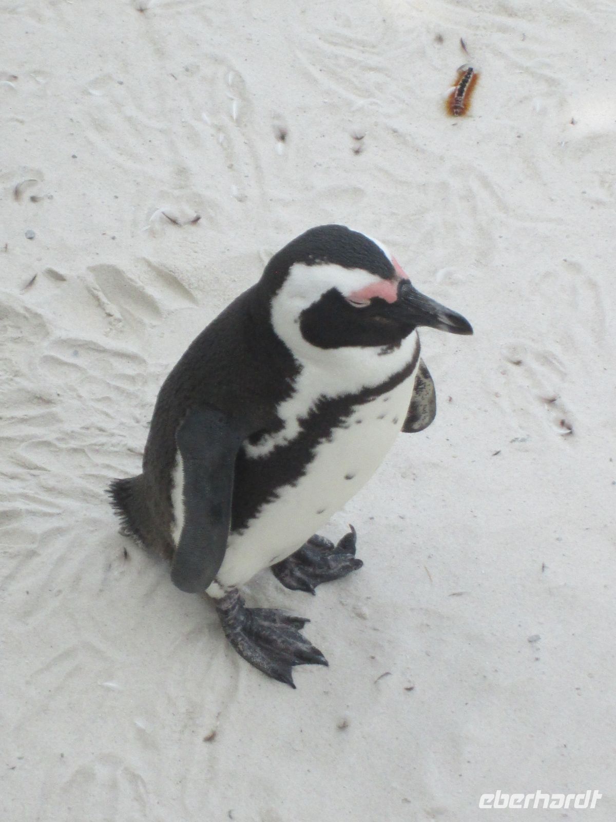 Pinguin &ndash; &copy; Heike Heinen (Eberhardt TRAVEL)