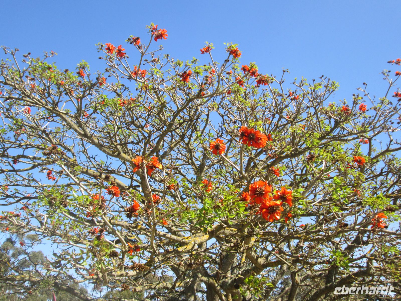 Korallenbaum &ndash; &copy; Heike Heinen (Eberhardt TRAVEL)