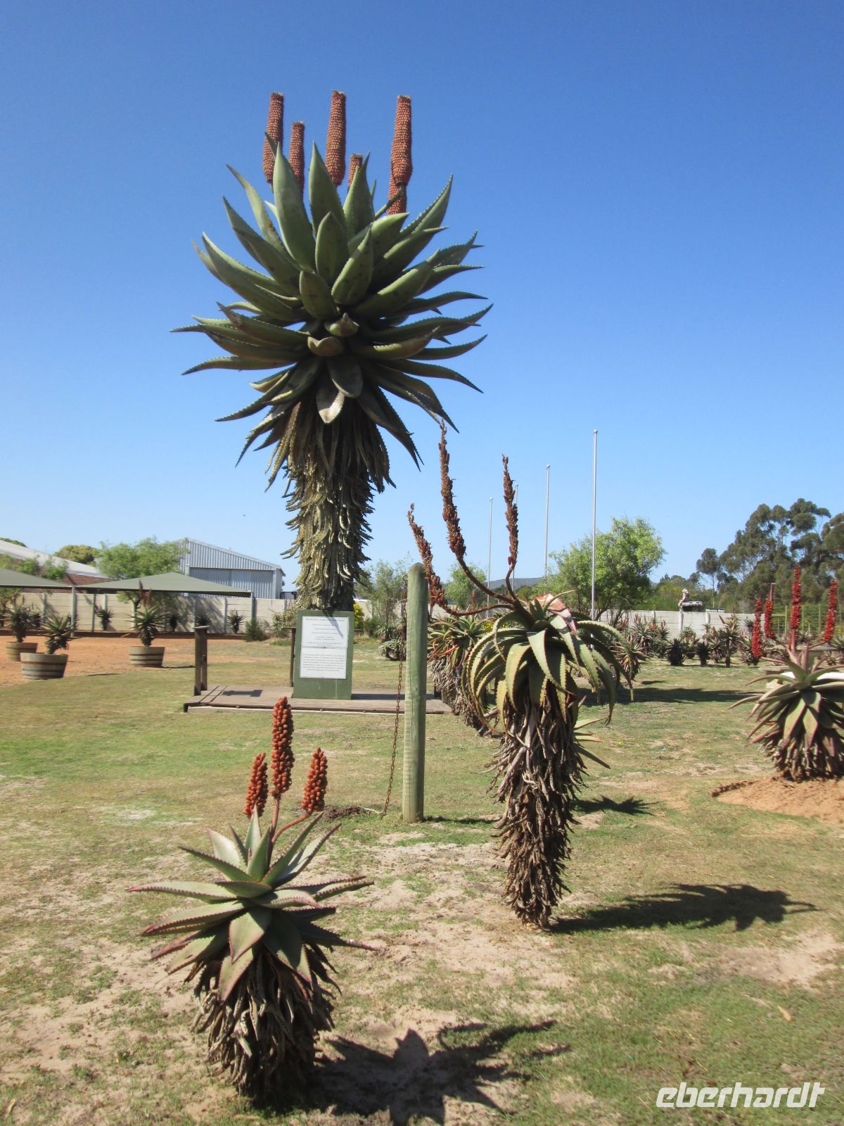 die welthöchste Aloe &ndash; &copy; Heike Heinen (Eberhardt TRAVEL)