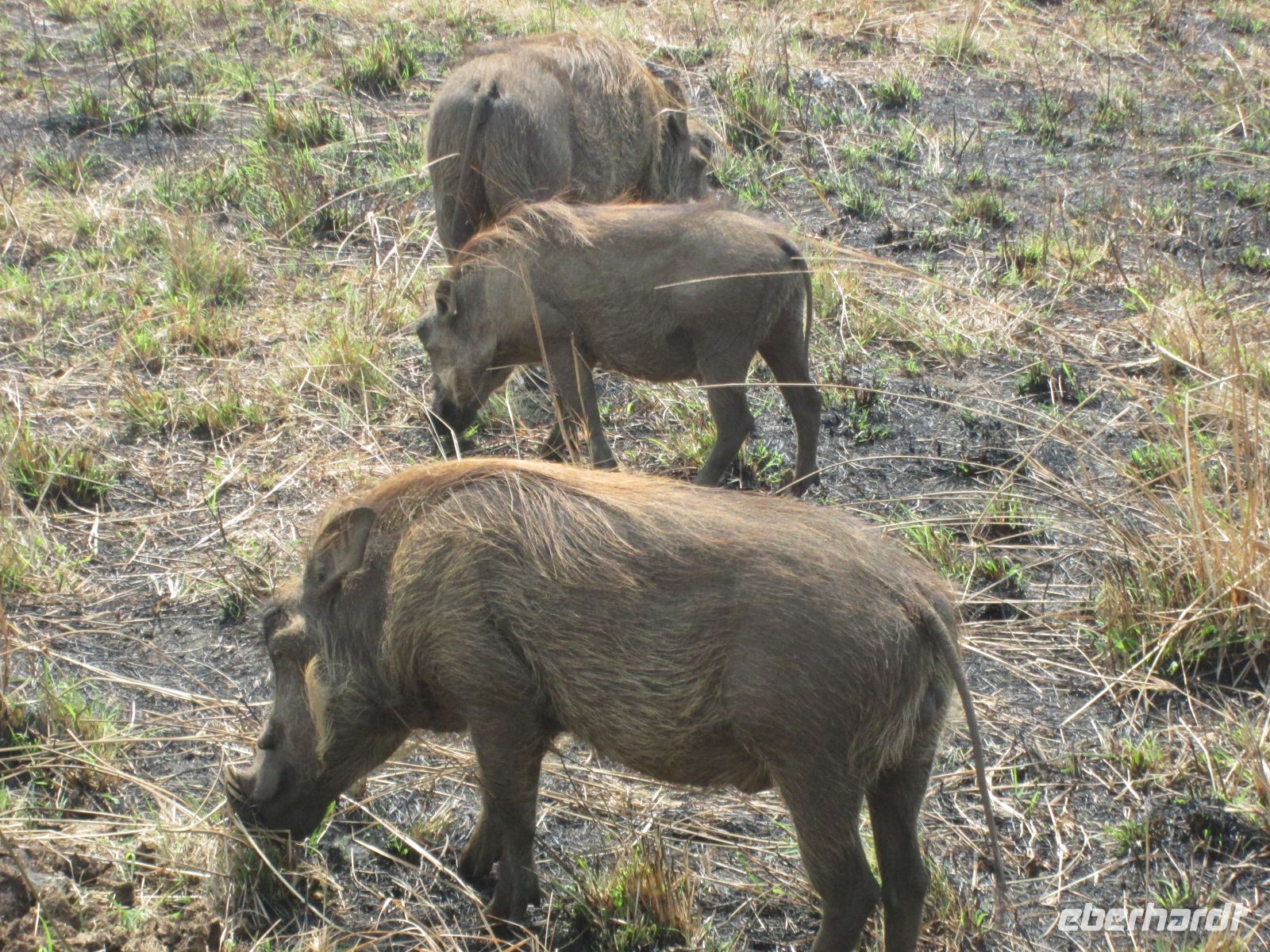 Warzenschweine &ndash; &copy; Heike Heinen (Eberhardt TRAVEL)