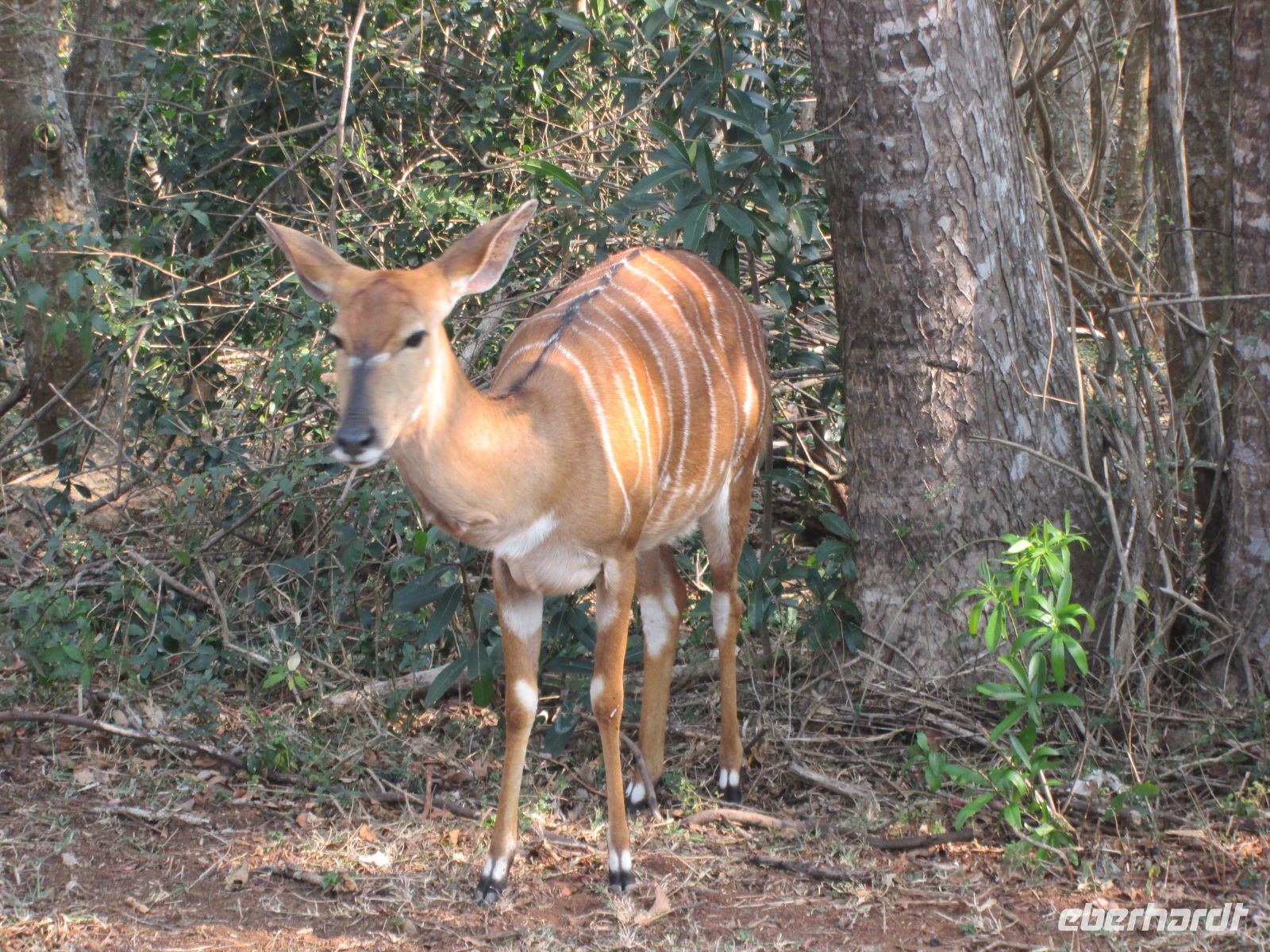 Impala &ndash; &copy; Heike Heinen (Eberhardt TRAVEL)
