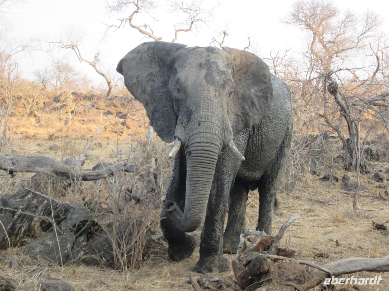 Elefant &ndash; &copy; Heike Heinen (Eberhardt TRAVEL)