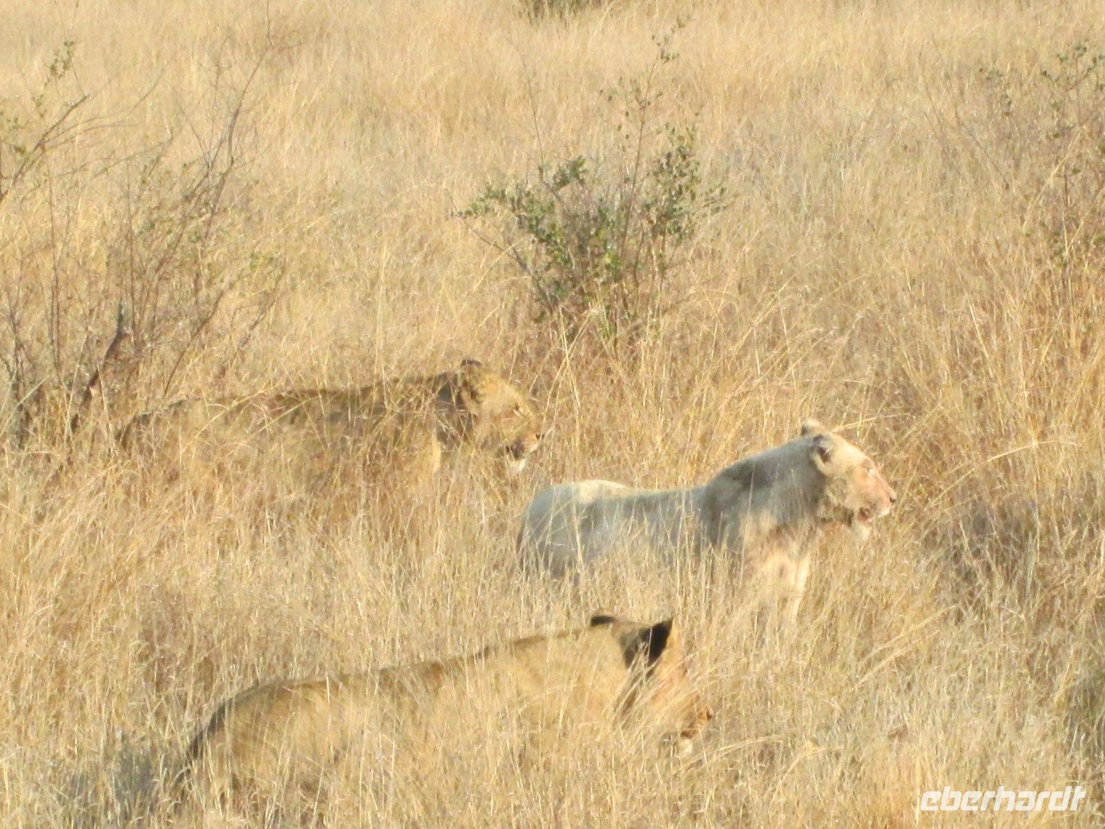 Kruger Park &ndash; &copy; Heike Heinen (Eberhardt TRAVEL)