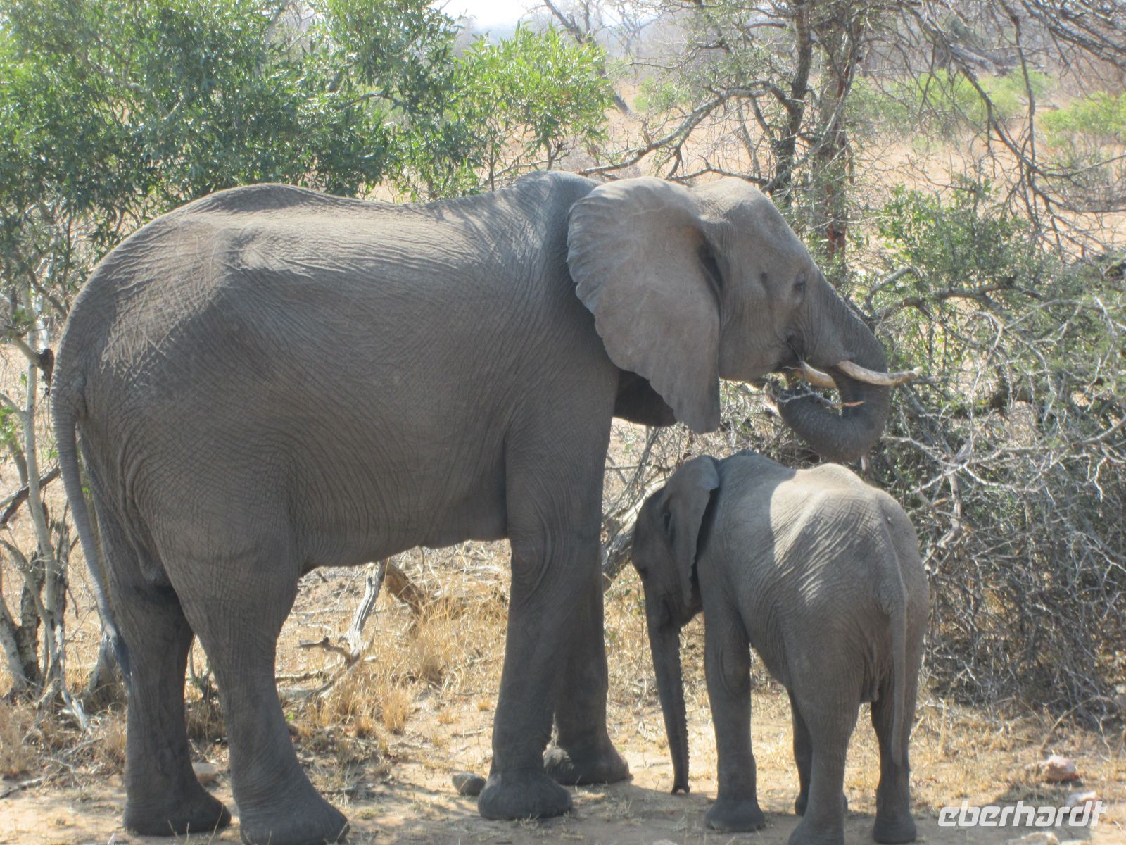Elefant &ndash; &copy; Heike Heinen (Eberhardt TRAVEL)