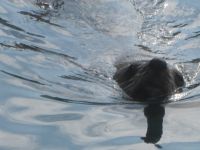 Robbe &ndash; &copy; Heike Heinen (Eberhardt TRAVEL)