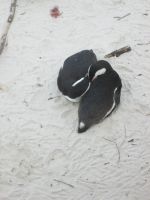 Pinguine &ndash; &copy; Heike Heinen (Eberhardt TRAVEL)