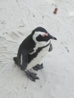 Pinguin &ndash; &copy; Heike Heinen (Eberhardt TRAVEL)