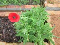 Mohn &ndash; &copy; Heike Heinen (Eberhardt TRAVEL)