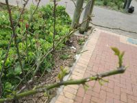 junge Rosentriebe &ndash; &copy; Heike Heinen (Eberhardt TRAVEL)