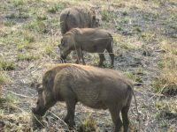Warzenschweine