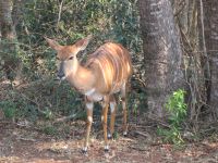 Impala &ndash; &copy; Heike Heinen (Eberhardt TRAVEL)