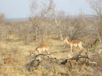 Impala &ndash; &copy; Heike Heinen (Eberhardt TRAVEL)