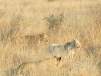 Kruger Park &ndash; &copy; Heike Heinen (Eberhardt TRAVEL)