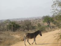 Zebra &ndash; &copy; Heike Heinen (Eberhardt TRAVEL)