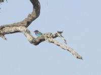 Gabelracke &ndash; &copy; Heike Heinen (Eberhardt TRAVEL)
