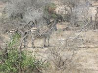 Zebra &ndash; &copy; Heike Heinen (Eberhardt TRAVEL)
