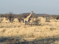 Etosha Nationalpark &ndash; &copy; Nicole Madeleine Ogola (Eberhardt TRAVEL)