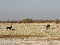 Etosha Nationalpark &ndash; &copy; Nicole Madeleine Ogola (Eberhardt TRAVEL)